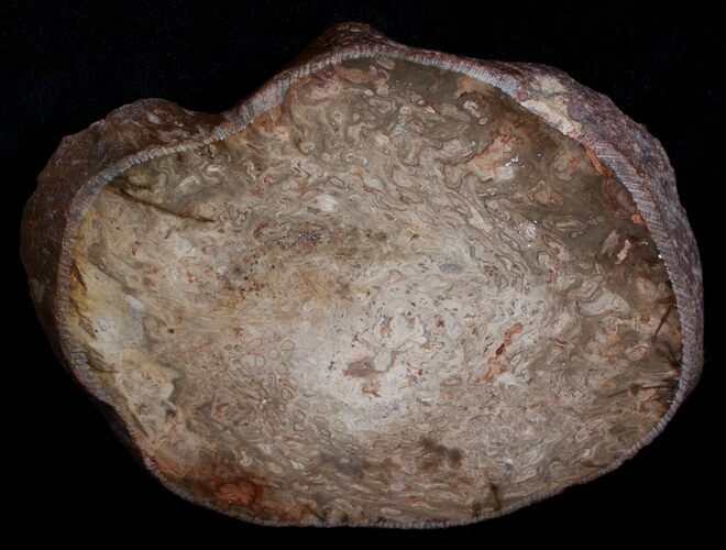 Osmunda Petrified Wood Slice With Heart - #6292